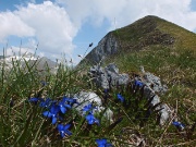 48 Genzianella primaticcia con sguardo indietro al Pizzo Vescovo (lato sud)...